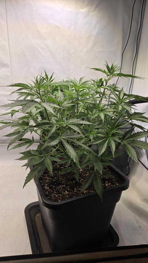 Gorilla Cookies Auto phenohunt #4. Week 4