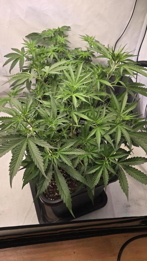 Gorilla Cookies Auto phenohunt #4. Week 4