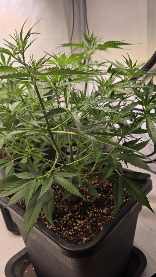 Gorilla Cookies Auto phenohunt #4. Week 4