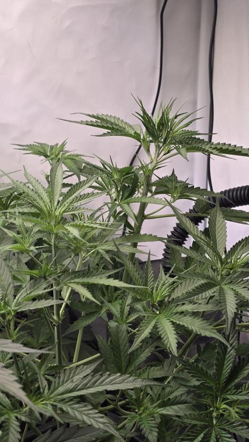Gorilla Cookies Auto phenohunt #4. Week 4