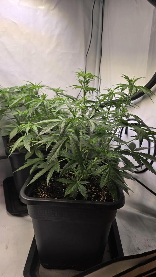 Gorilla Cookies Auto phenohunt #5. Week 4
