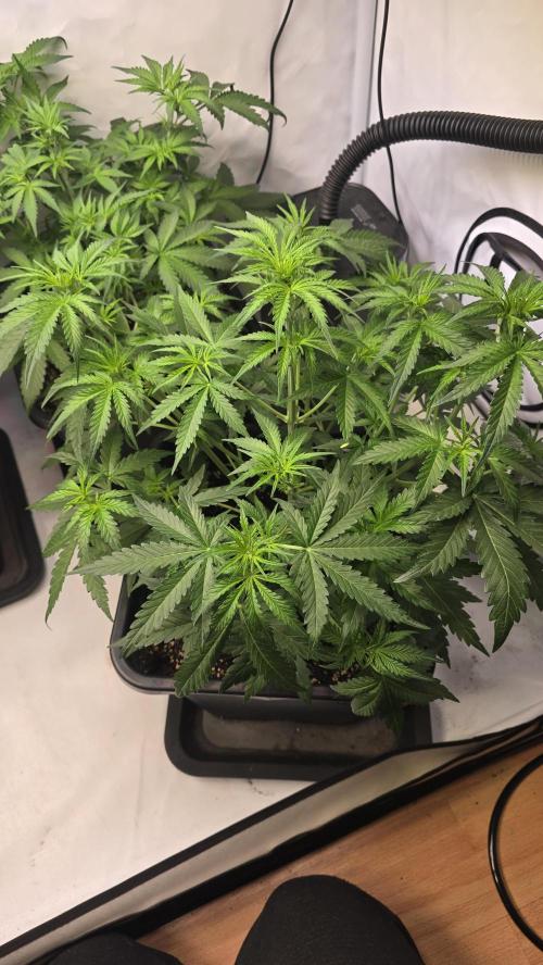 Gorilla Cookies Auto phenohunt #5. Week 4