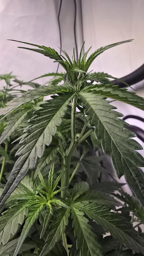 Gorilla Cookies Auto phenohunt #5. Week 4