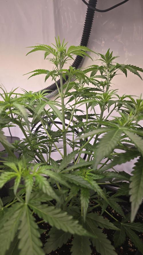 Gorilla Cookies Auto phenohunt #5. Week 4