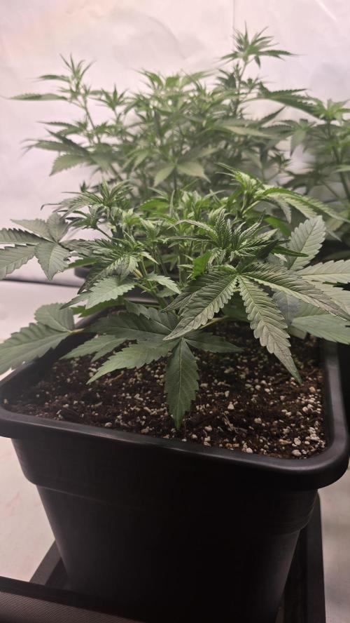 Gorilla Cookies Auto phenohunt #6. Week 4