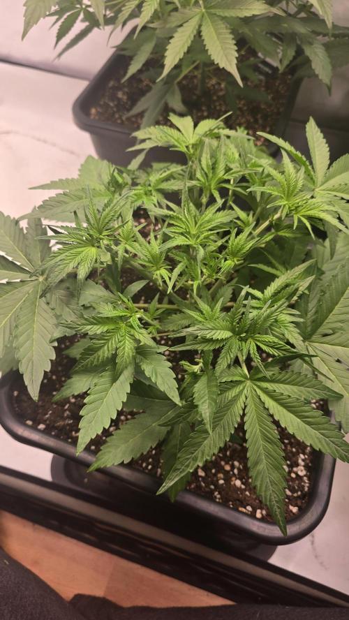 Gorilla Cookies Auto phenohunt #6. Week 4