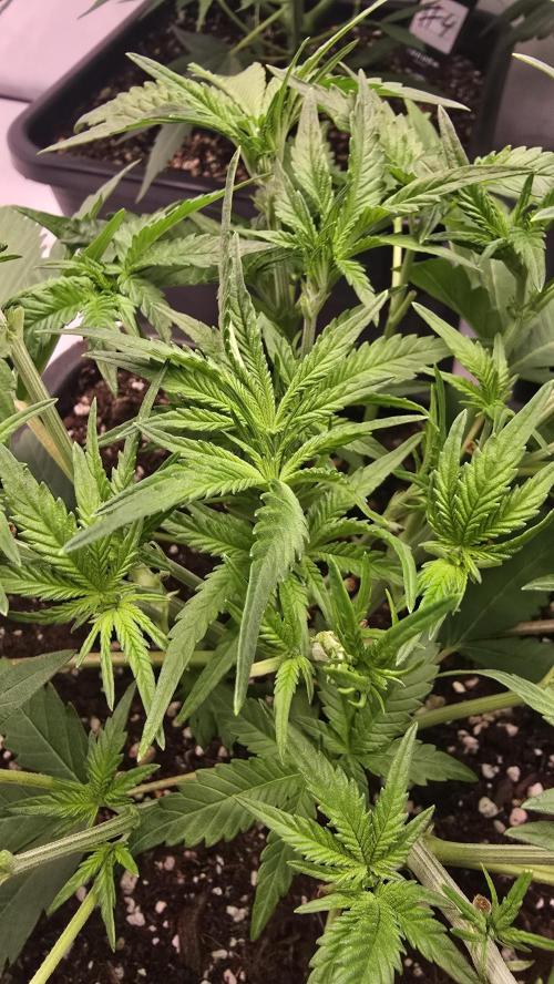 Gorilla Cookies Auto phenohunt #6. Week 4