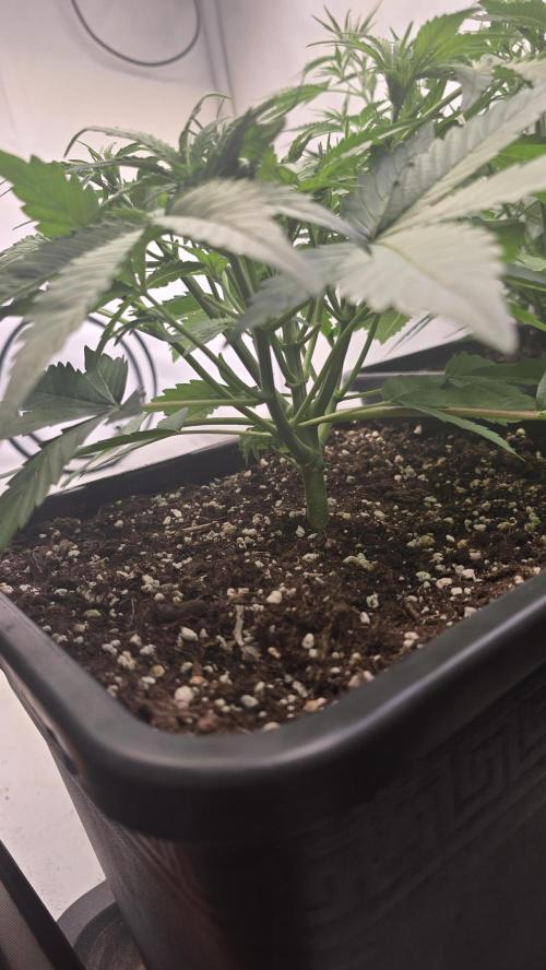 Gorilla Cookies Auto phenohunt #6. Week 4