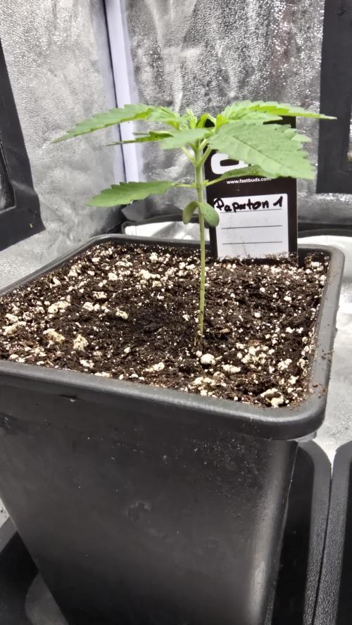 Papayton phenohunt. Week 2