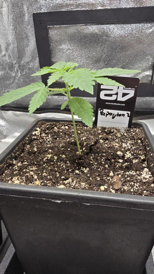 Papayton phenohunt. Week 2