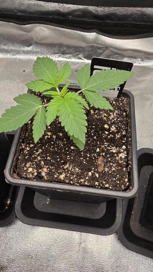 Papayton phenohunt. Week 2