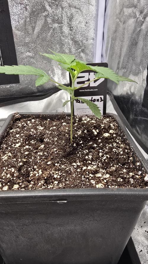 Papayton phenohunt. Week 2
