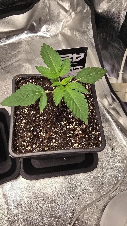 Papayton phenohunt. Week 2