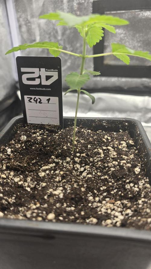 Z42 phenohunt. Week 2