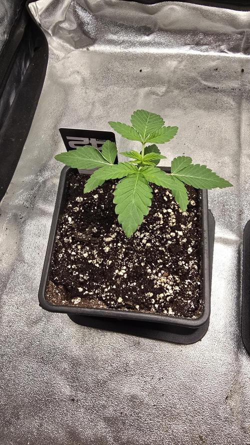 Z42 phenohunt. Week 2
