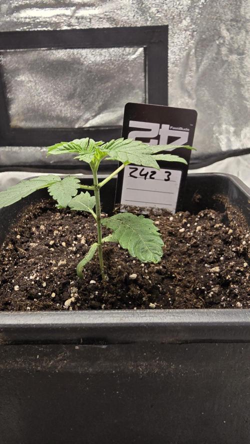 Z42 phenohunt. Week 2