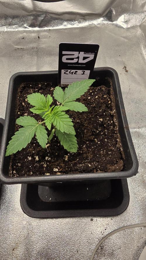 Z42 phenohunt. Week 2