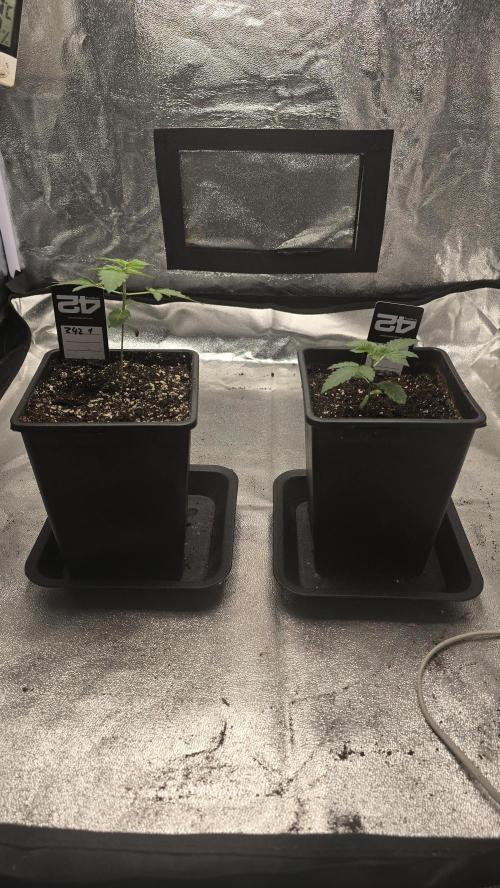 Z42. Week 2