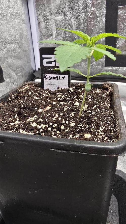 Biscotti Gelato phenohunt. Week 2