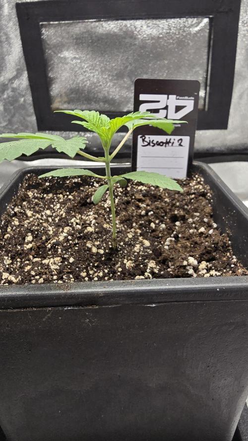 Biscotti Gelato. Week 2