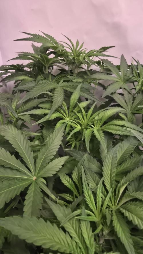 Gorilla Cookies Auto phenohunt #1. Week 5