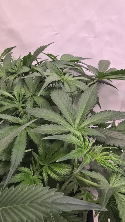 Gorilla Cookies Auto phenohunt #1. Week 5