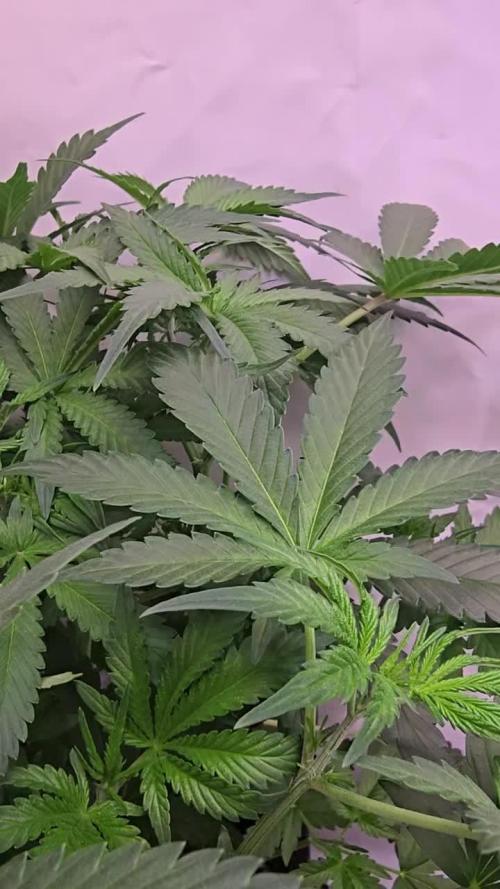 Gorilla Cookies Auto phenohunt #1