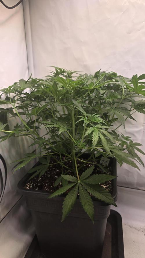 Gorilla Cookies Auto phenohunt #1. Week 5