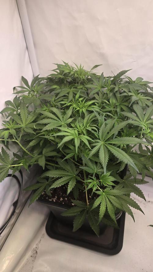 Gorilla Cookies Auto phenohunt #1. Week 5