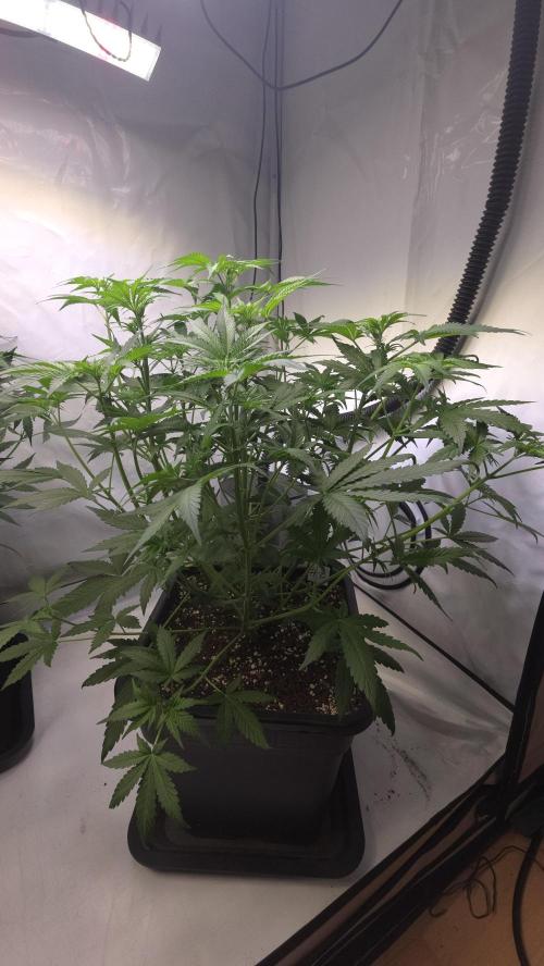 Gorilla Cookies Auto phenohunt #2. Week 5