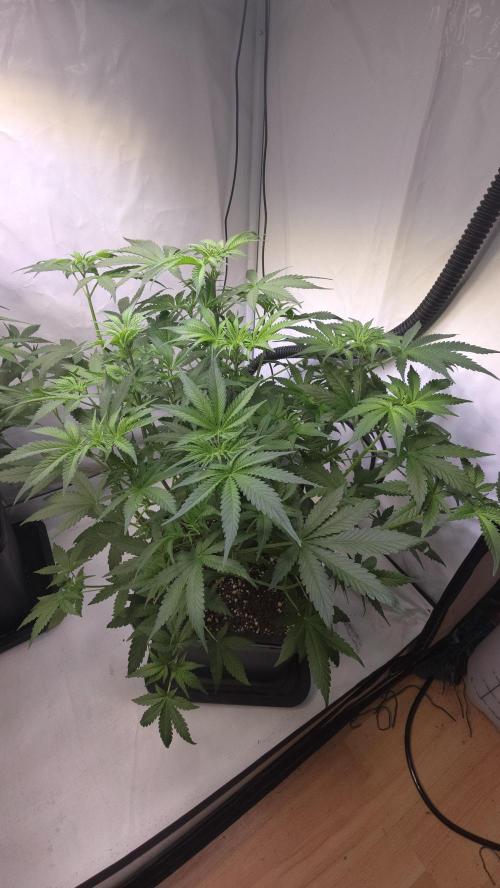 Gorilla Cookies Auto phenohunt #2. Week 5