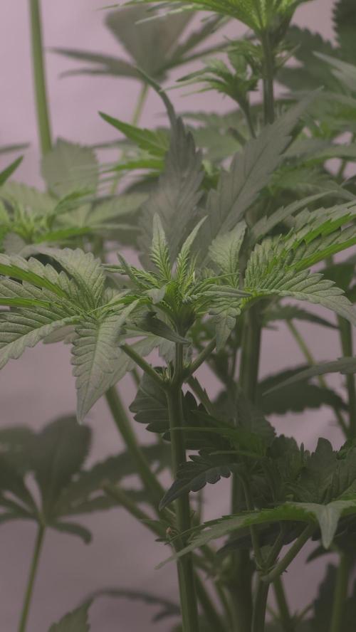 Gorilla Cookies Auto phenohunt #2. Week 5