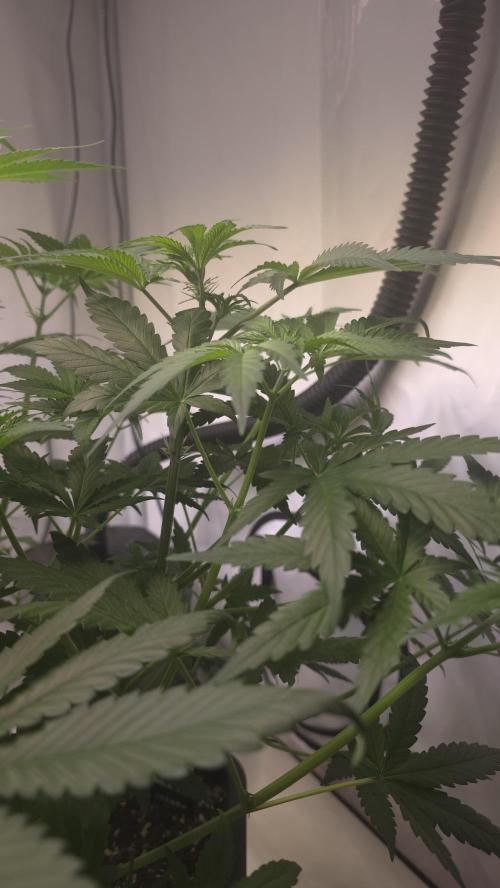 Gorilla Cookies Auto phenohunt #2. Week 5