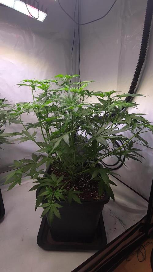 Gorilla Cookies Auto phenohunt #2