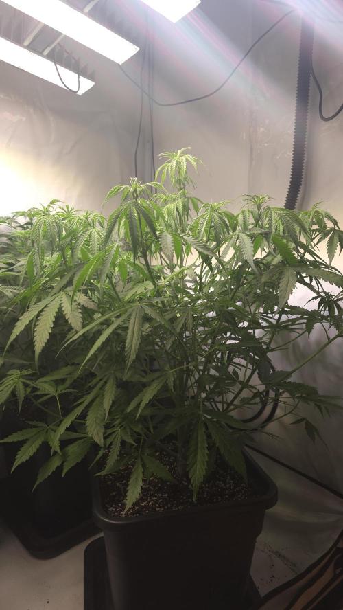 Gorilla Cookies Auto phenohunt #3. Week 5