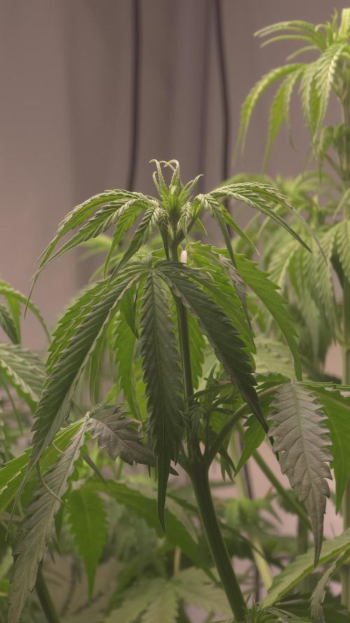 Gorilla Cookies Auto phenohunt #3. Week 5