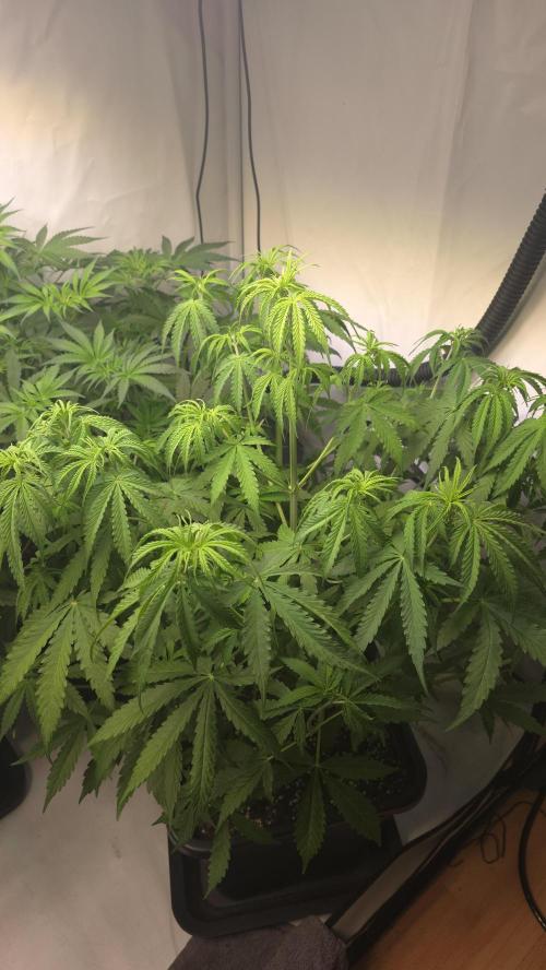 Gorilla Cookies Auto phenohunt #3. Week 5