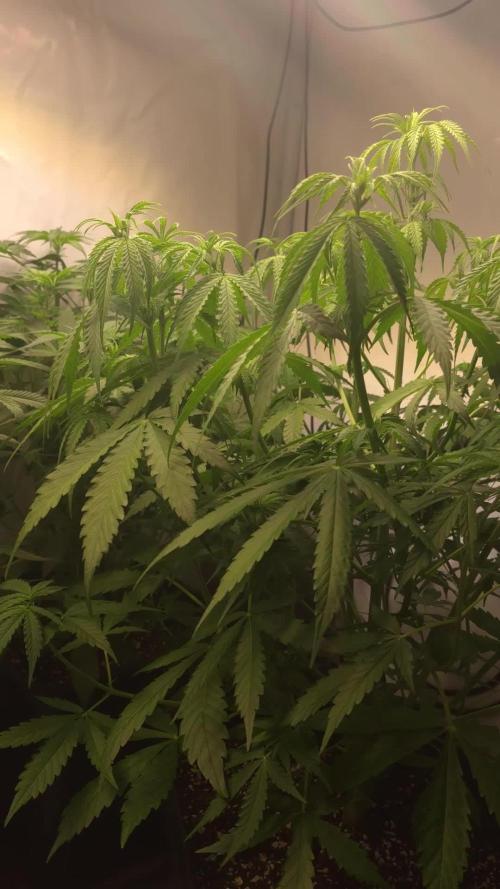 Gorilla Cookies Auto phenohunt #3