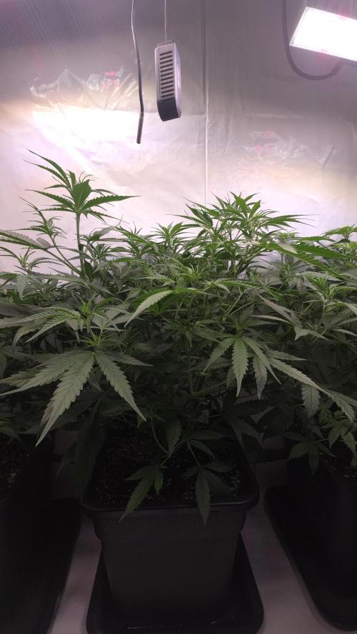 Gorilla Cookies Auto phenohunt #4. Week 5