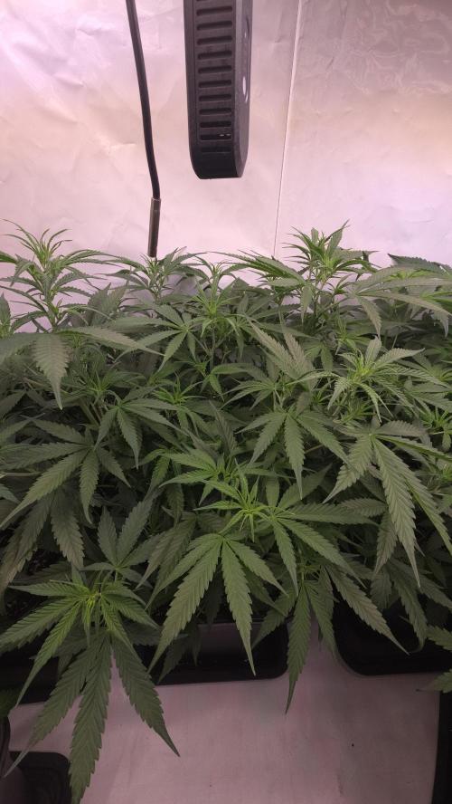Gorilla Cookies Auto phenohunt #4. Week 5