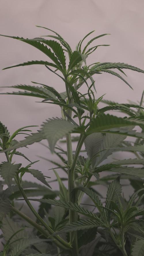 Gorilla Cookies Auto phenohunt #4. Week 5