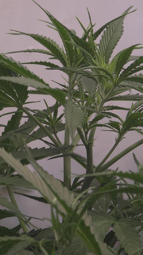Gorilla Cookies Auto phenohunt #4. Week 5