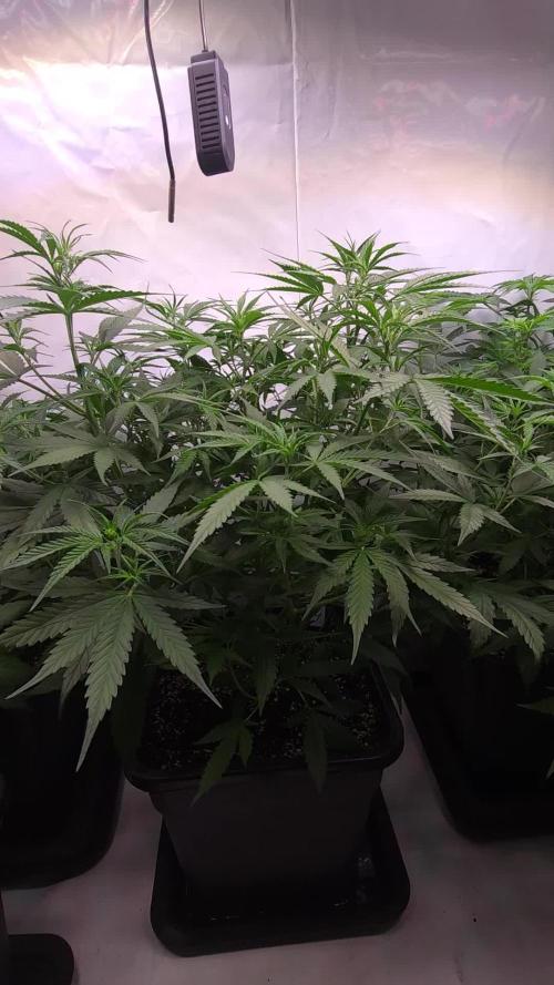 Gorilla Cookies Auto phenohunt #4