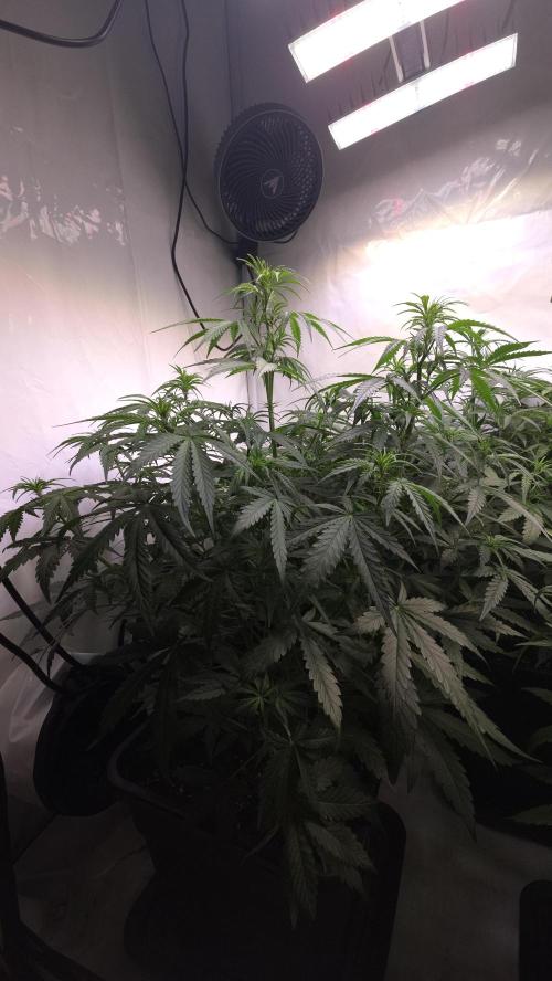 Gorilla Cookies Auto phenohunt #5. Week 5