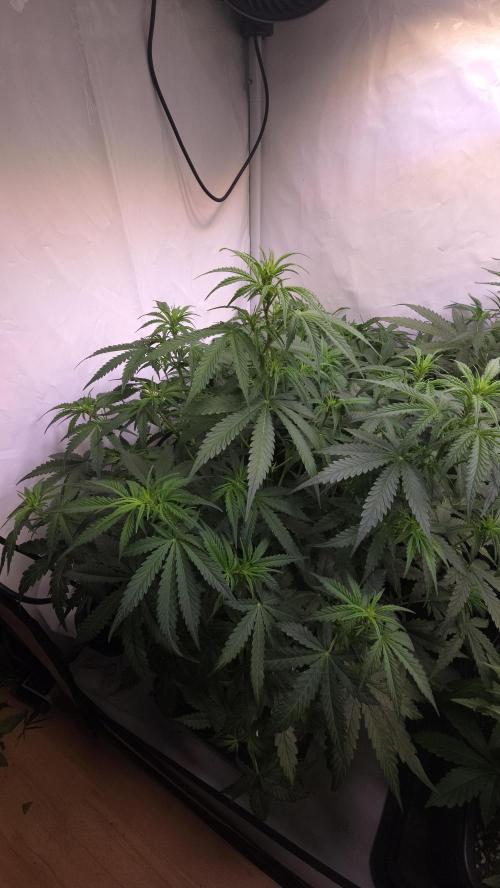 Gorilla Cookies Auto phenohunt #5. Week 5
