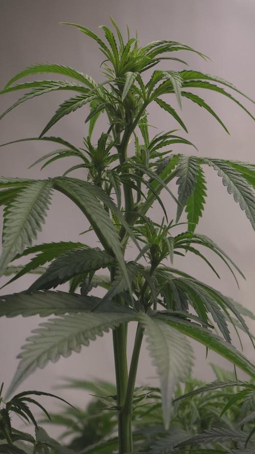 Gorilla Cookies Auto phenohunt #5. Week 5