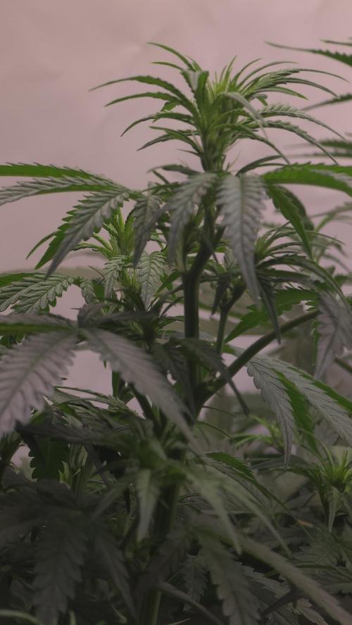 Gorilla Cookies Auto phenohunt #5. Week 5
