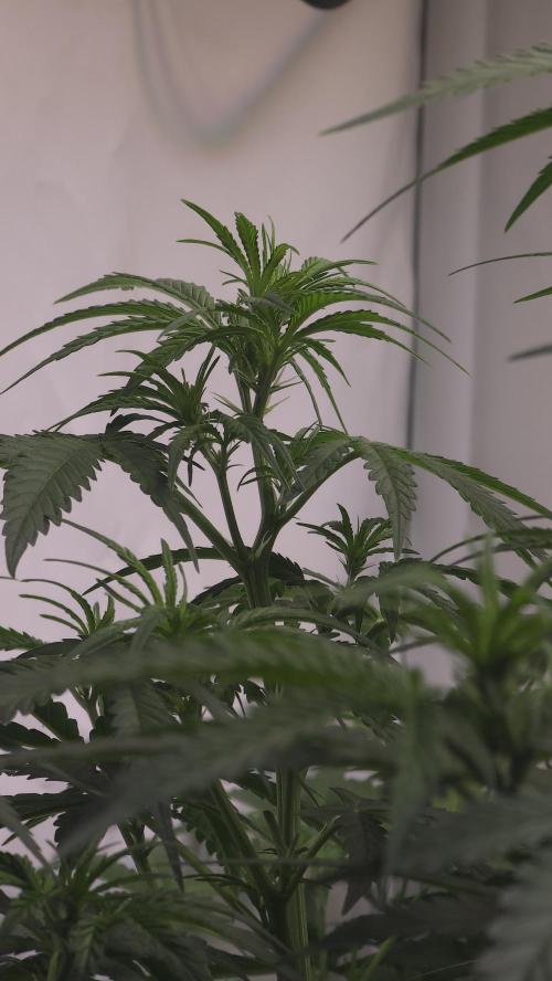 Gorilla Cookies Auto phenohunt #5. Week 5