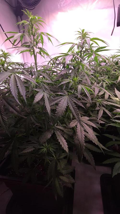 Gorilla Cookies Auto phenohunt #5