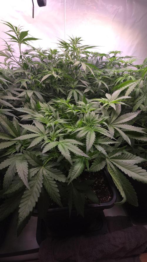 Gorilla Cookies Auto phenohunt #6. Week 5